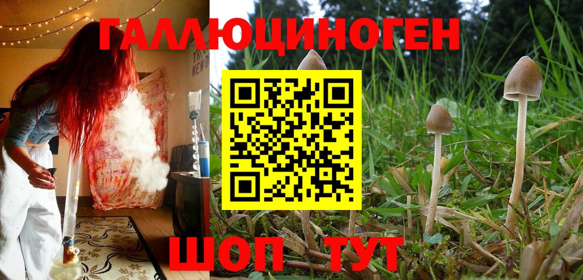 Псилоцибиновые грибы Psilocybine cubensis Ангарск